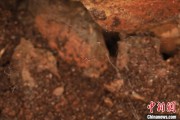 桐城江西发现蜘蛛新物种 为研究呵叻蛛属适应区域提供依据